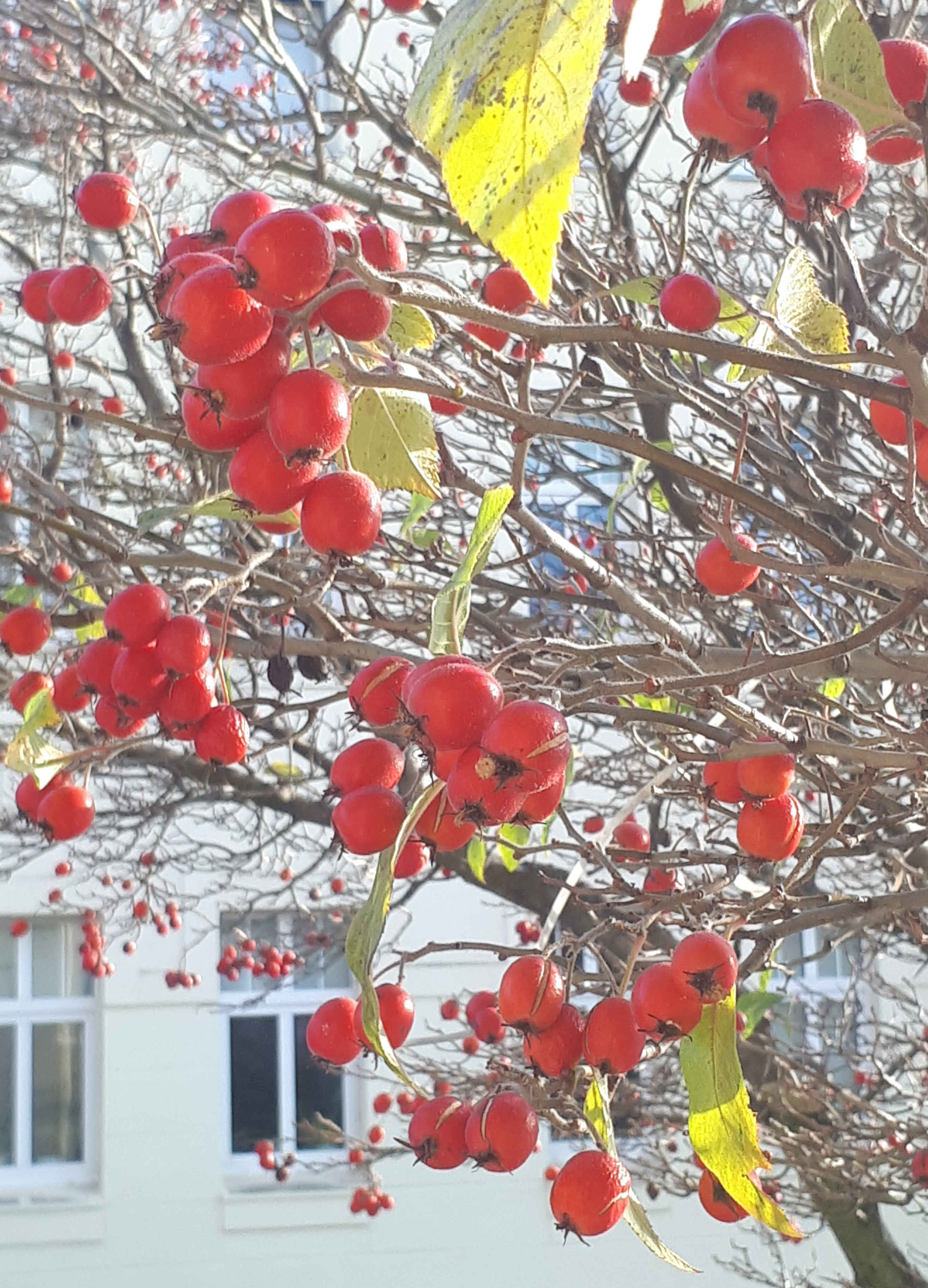 Rote Beeren vor dem Praxisgebäude